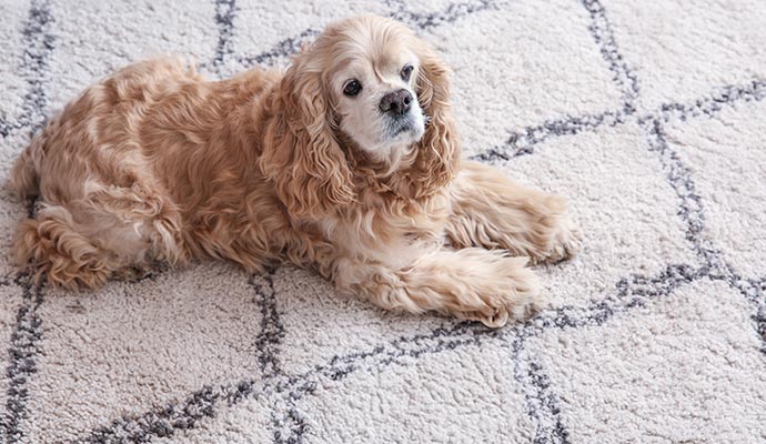 A pet sitting on rug