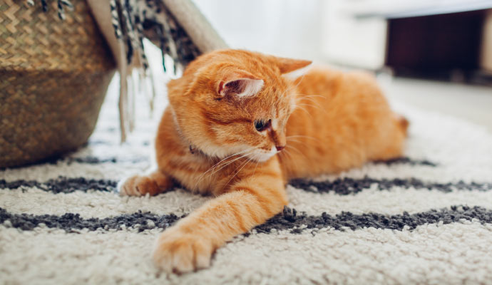 Cute cat on the rug