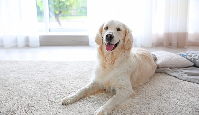 a happy dog sitting on a rug