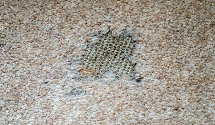 Moth damaged rug.